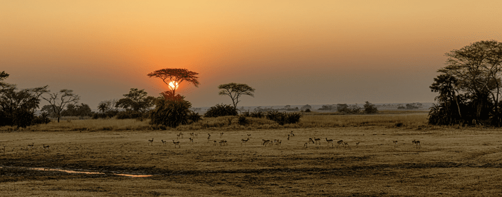 Eco-Friendly Sustainable Safari Adventures: Top Safari Destinations for 2025 5 f4bbf92e 9a67 40dc 809c 798592c807ee